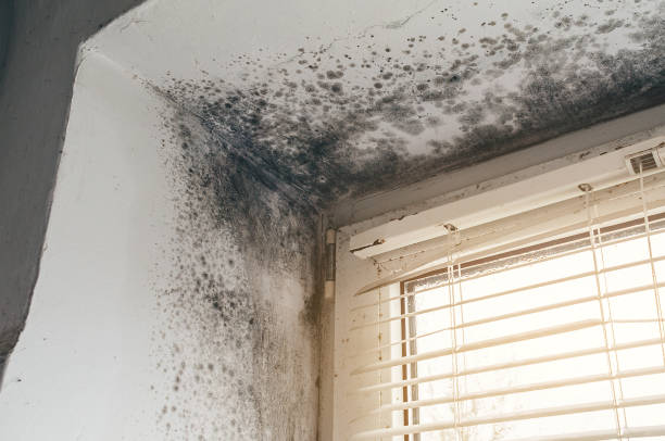 Affordable Attic Mold Removal solutions in Framingham, MA